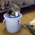 猫の手、借りてみる？大掃除をお手伝いする猫ちゃんたち 