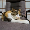 猫も『骨粗鬆症』になる！3つの原因や症状、治療法を解説