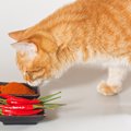 猫が口にすると危険な『調味料』3選　有害となる理由や誤飲したときの対処法