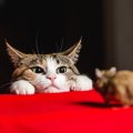 首相官邸で人気の「ネズミ捕り主任猫」が入院⁉　手術を受けるも、経過は良…