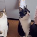 ばあばにご飯のお代わりを"おねだりしにきた兄弟猫"…見事なコン…