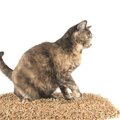 猫がトイレの猫砂を食べてしまう！その理由と対処法