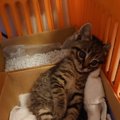 『保護直後なのに…』カゴの中にいる子猫を見てみたら→思わず吹き出す…