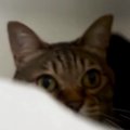浴槽のなかで待機する猫→飼い主が『いないいないばあ』と声をかけると…