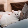 愛猫が『飼い主に乗ってくる』4つの理由　お腹や顔周り…乗る位置によって…