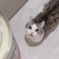 ネコがトマト缶を『猫缶』と勘違いした結果…止まらない『全力アピール…