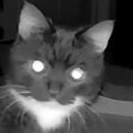 猫、夜は一緒に寝ているのに…『夜中のカメラの様子』を見てみると？→まさ…