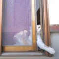 網戸を突破する瞬間を目撃！！猫ちゃんのためにドアストッパーを設置