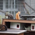 物価高のあおりで存続の危機に瀕した『猫の保護団体』善意に支えられ運営…