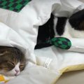 『気持ちいいニャ♪』猫用のお布団を使う親子猫さん