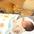 夜、添い寝の相手を探すネコ→赤ちゃんしか見つからなくて…次の瞬間見せた…