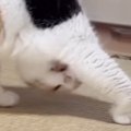 『脇の下を毛づくろいし始めた猫』…まるでヨガのような『独特のポーズ…