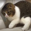 怒った顔もご愛嬌♡お客さまを歓迎する親子猫さん