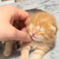 まだ目も開いていなかった赤ちゃん猫→約４か月後…まるで別猫のような『驚…