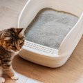 猫が『下痢』をしたときに疑うべき原因4つ　注意が必要な症状や受診の目安…