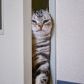 猫が通れる隙間のサイズってどのくらい？脱走注意ニャ！