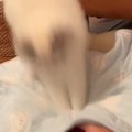 冷感マットへのダイブを決めたネコ→チラリと見てきたかと思ったら、『次の…