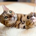 猫と遊ぶ時のベストタイミング3つ！何分ぐらい遊ぶのが良いの？