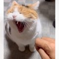眠そうな猫が夜中に部屋にやって来ると…『可愛すぎるおやすみ報告』が250…