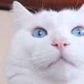 「美しすぎる雑種キャット！」高貴なオーラが神々しい猫を発見！！