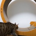 毎夜聞こえてくるキャットホイールの音→誰か探るために『隠し撮り』し…