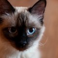 猫は『死』を理解している？家族がいなくなった時にとる行動とは…