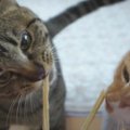 歯磨き効果アリの美味しいおやつに猫ちゃん大喜び♪