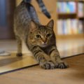 猫が夜中に大暴れする時の心理３つ