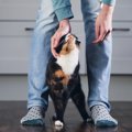 猫が飼い主の『足を踏みつけてくる』理由4つ　込められている意味や受け止…