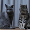 先住ネコと新入りネコの関係性って？多頭飼いする時のポイント３つ