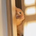 保護から2か月が経った元野良猫→朝になると起こしに来て…羨ましすぎる…