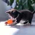 猫が夢中で遊んでくれる『ボール』3つの特徴　選び方から遊ぶときのコツま…