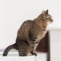 猫の『便秘』サイン5つ　飼い主にできる対処法とは