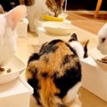 猫の食事中に『くしゃみ』をした結果…とんでもない『大惨事』が27万再生「…