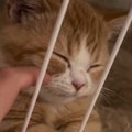 寝るときはケージの中が好きな子猫→隣に行って"なでてみる"と……