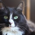 猫が『目のカタチ』を変えるのはなぜ？パターン別の意味3つ