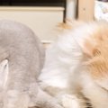ぴったり寄り添ってお昼寝するウサギと猫→2匹の『おてて』を見てみたら…泣…