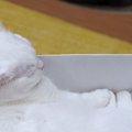 猫が『キャットフード』から得られる水の量は？水の摂取量を増やすア…