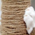 猫が部屋を汚しにくくなる『爪とぎの素材』4選　それぞれの特徴や注意点ま…