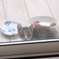 裏庭に現れた『ひとりぼっちの小さな子猫』を保護した結果…8か月間の軌跡…