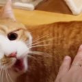 ストーカー？？失言に猫ちゃん大激怒！