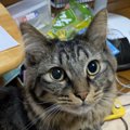 猫が『飼い主を呼ぶとき』にする5つの行動