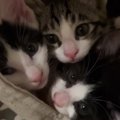 ママとは『別々に寝るようになった』子猫たち→『朝』になると……ほっこ…