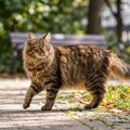「英国でもっとも活動的な猫」は、月に33キロも歩く！　GPS追跡記録から、…