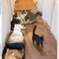 保護猫大家族の部屋に『新入り子猫』がやってきた結果…驚くべき光景が…