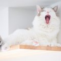 『添い寝したくない猫』がする3つの仕草・行動！OKな時のサインとは？