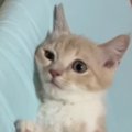 保護されたばかりの子猫に……先住猫がとった『まさかの行動』に１７万いい…