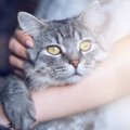 猫が『抱きついてくる』時の気持ち3つ