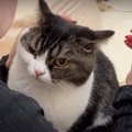 「誰も信じられニャイ…」お薬をつけられる猫ちゃん