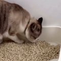 トイレを使っていた猫→終わった後の行動を見ていると…思わずツッコミたく…